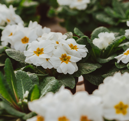 ANJ Landscaping & Outdoor Services