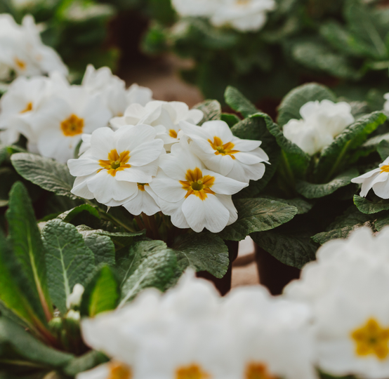 ANJ Landscaping & Outdoor Services